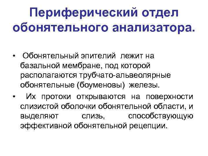 Периферический отдел обонятельного анализатора. • Обонятельный эпителий лежит на базальной мембране, под которой располагаются