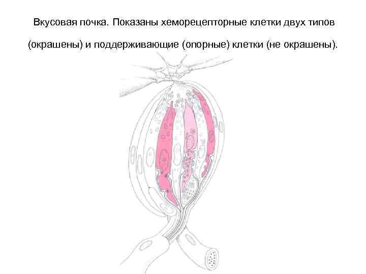Вкусовая почка. Периферические клетки вкусовой почки. Поддерживающие клетки вкусовой почки. Опорные клетки вкусовой почки. Строение вкусовой почки физиология.