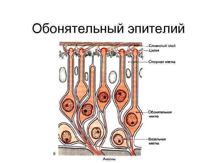 Обонятельный эпителий 