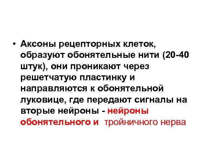  • Аксоны рецепторных клеток, образуют обонятельные нити (20 -40 штук), они проникают через