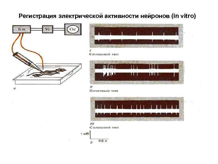 Регистрация электрической активности нейронов (in vitro) 