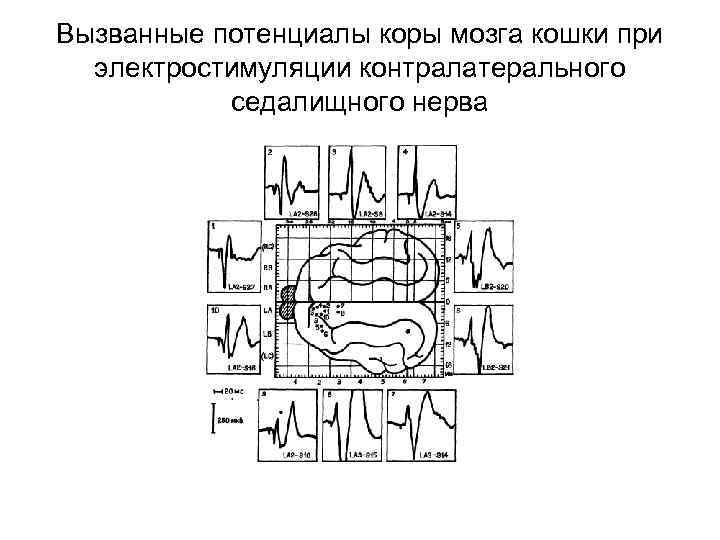 Вызванные потенциалы коры мозга кошки при электростимуляции контралатерального седалищного нерва 