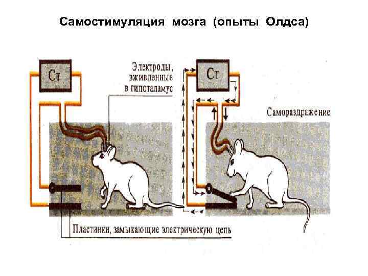 Самостимуляция мозга (опыты Олдса) 