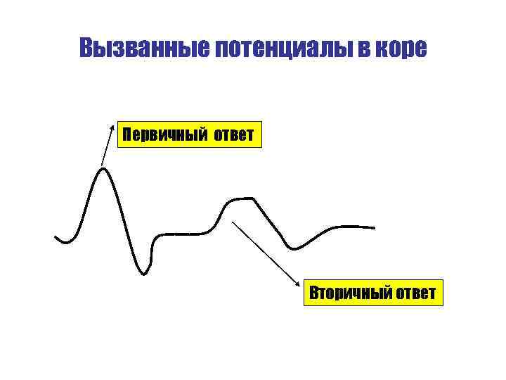 Вызванные потенциалы в коре Первичный ответ Вторичный ответ 