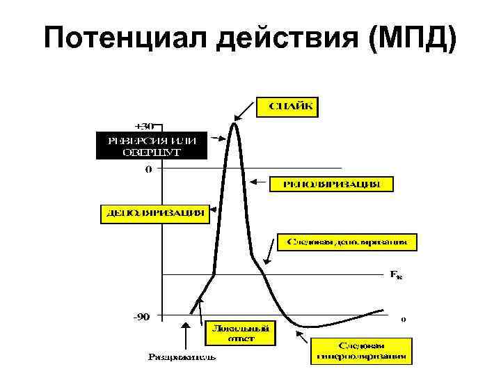 Потенциал действия (МПД) 