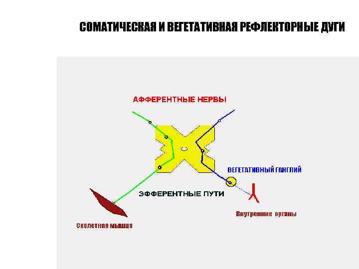 СОМАТИЧЕСКАЯ И ВЕГЕТАТИВНАЯ РЕФЛЕКТОРНЫЕ ДУГИ 