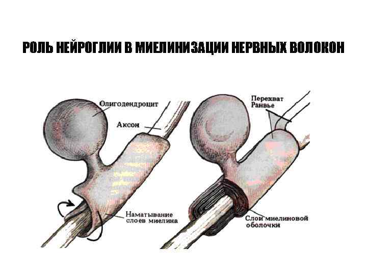 РОЛЬ НЕЙРОГЛИИ В МИЕЛИНИЗАЦИИ НЕРВНЫХ ВОЛОКОН 