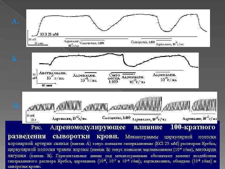 А. Б. В. Рис. Адреномодулирующее разведения сыворотки крови. влияние Механограммы 100 -кратного циркулярной полоски