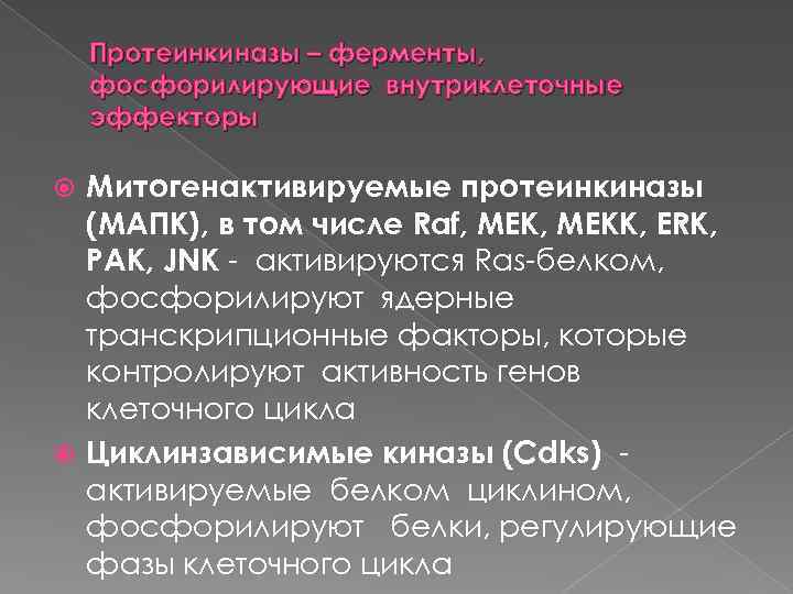 Протеинкиназы – ферменты, фосфорилирующие внутриклеточные эффекторы Митогенактивируемые протеинкиназы (МАПК), в том числе Raf, МЕКК,