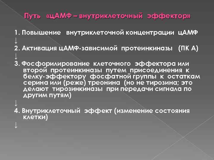 Путь «ц. АМФ – внутриклеточный эффектор» 1. Повышение внутриклеточной концентрации ц. АМФ ↓ 2.