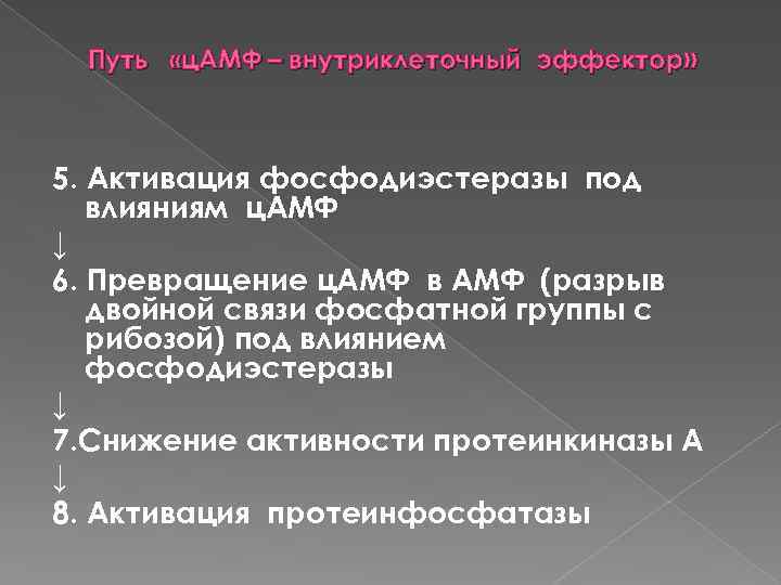 Путь «ц. АМФ – внутриклеточный эффектор» 5. Активация фосфодиэстеразы под влияниям ц. АМФ ↓