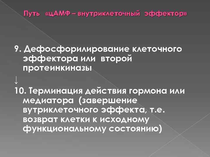 Путь «ц. АМФ – внутриклеточный эффектор» 9. Дефосфорилирование клеточного эффектора или второй протеинкиназы ↓