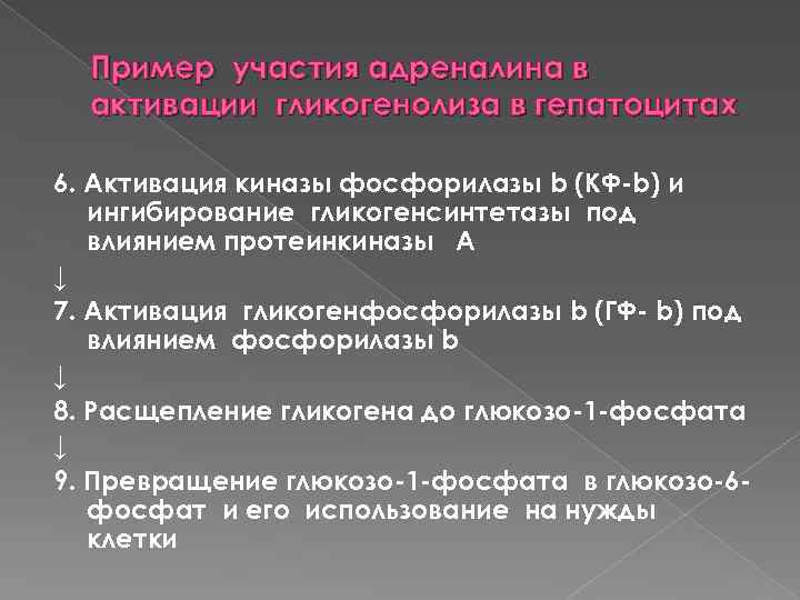 Пример участия адреналина в активации гликогенолиза в гепатоцитах 6. Активация киназы фосфорилазы b (КФ