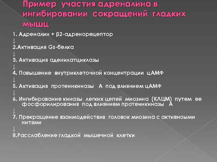 Пример участия адреналина в ингибировании сокращений гладких мышц 1. Адреналин + β 2 адренорецептор