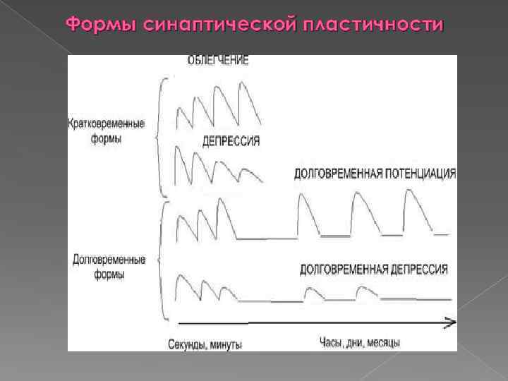 Формы синаптической пластичности 