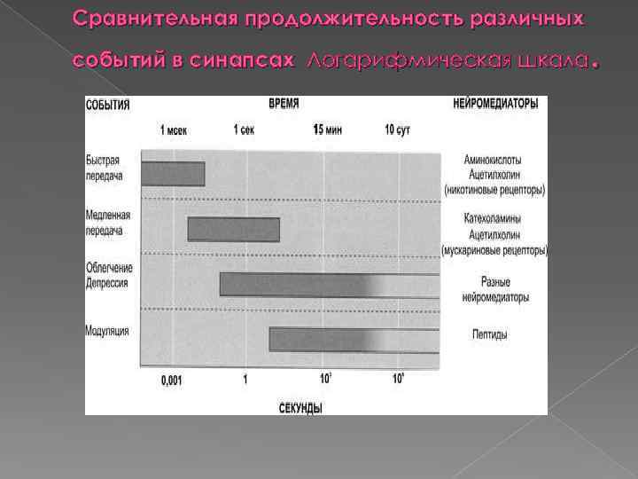 Сравнительная продолжительность различных . событий в синапсах Логарифмическая шкала 