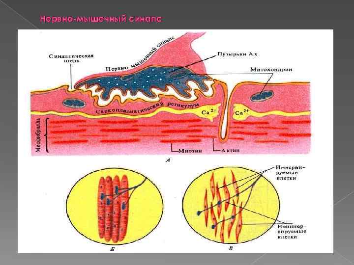 Нервно мышечный синапс 