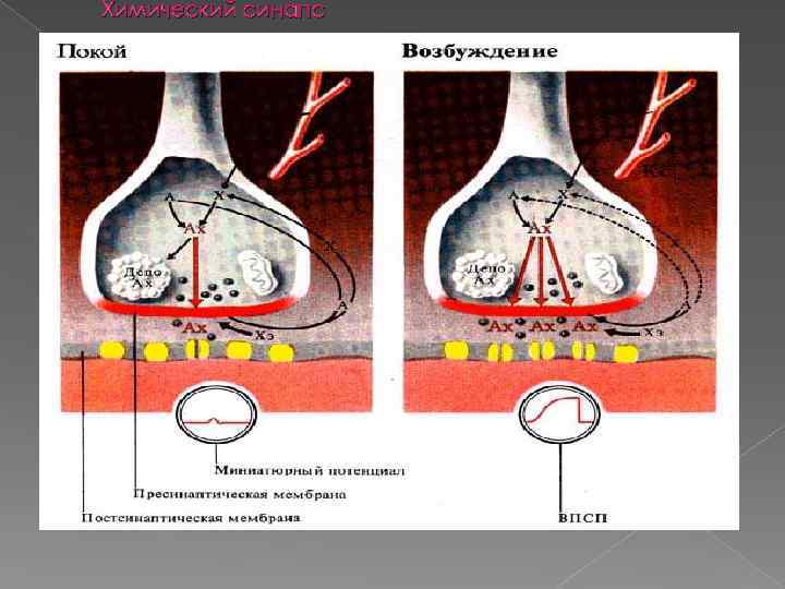 Химический синапс 