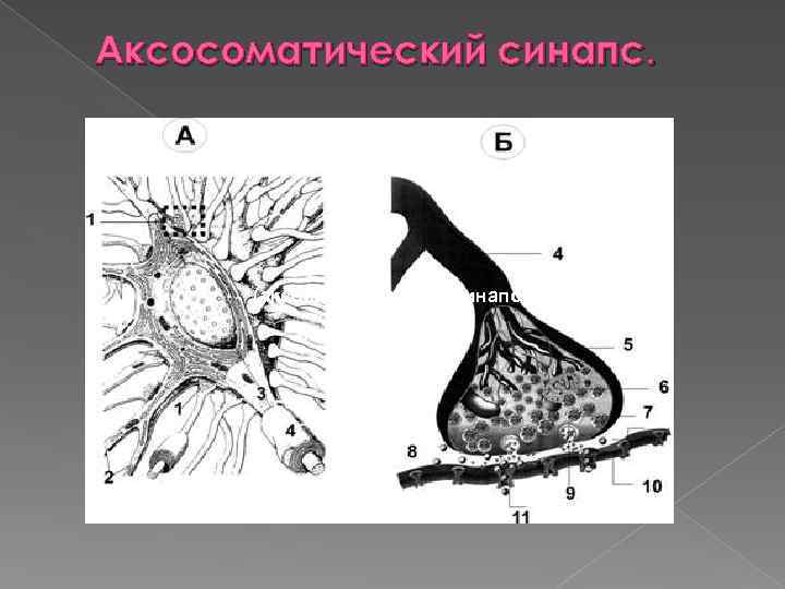 Аксосоматический синапс. (аксосоматический) синапс. 