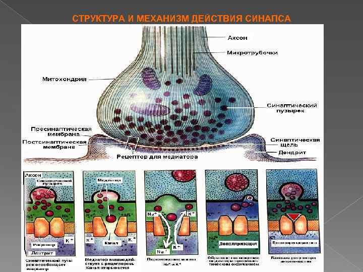 СТРУКТУРА И МЕХАНИЗМ ДЕЙСТВИЯ СИНАПСА 