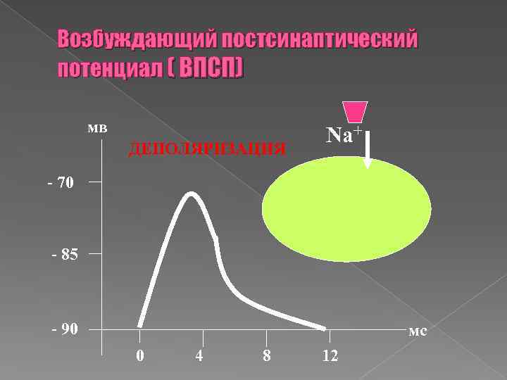 Возбуждающий постсинаптический потенциал ( ВПСП) мв ДЕПОЛЯРИЗАЦИЯ Na+ - 70 - 85 - 90