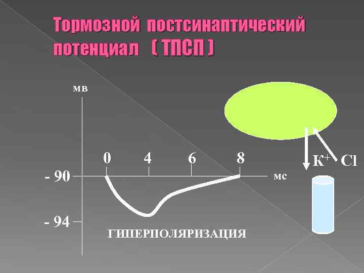 Тормозной постсинаптический потенциал ( ТПСП ) мв 0 4 6 8 - 90 -