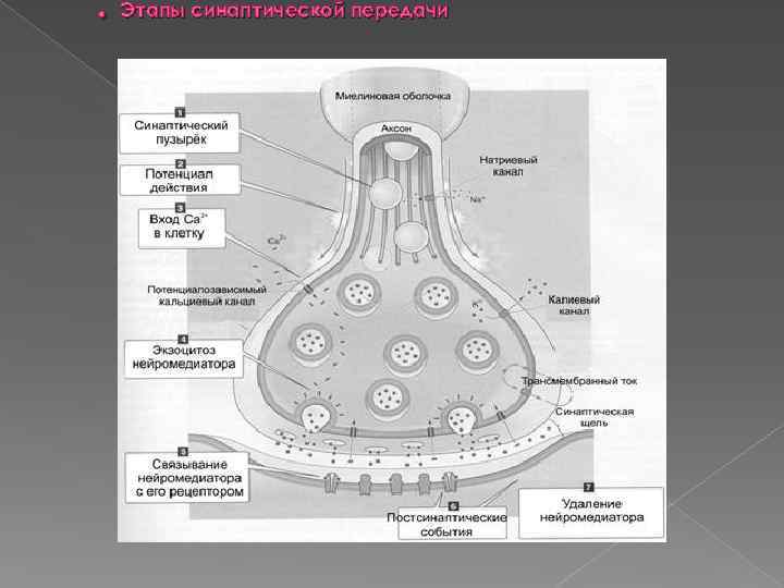 . Этапы синаптической передачи 