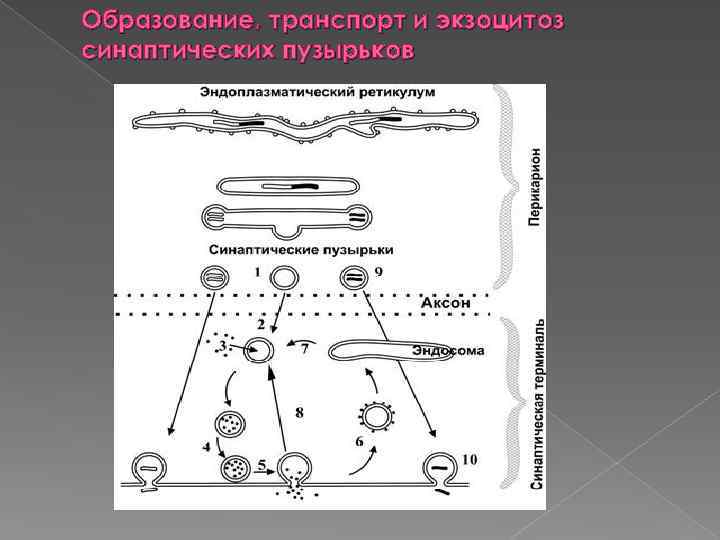 Образование, транспорт и экзоцитоз синаптических пузырьков 