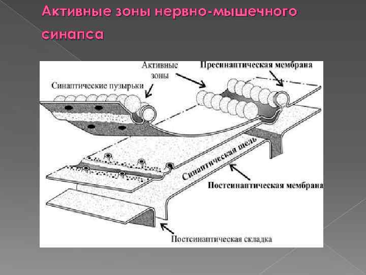 Активные зоны нервно мышечного синапса 