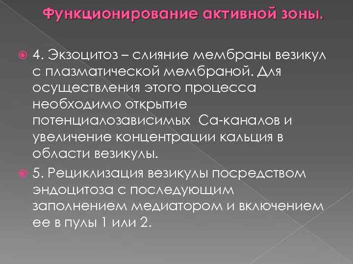 Функционирование активной зоны. 4. Экзоцитоз – слияние мембраны везикул с плазматической мембраной. Для осуществления