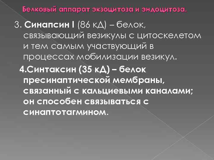 Белковый аппарат экзоцитоза и эндоцитоза. 3. Синапсин I (86 к. Д) – белок, связывающий