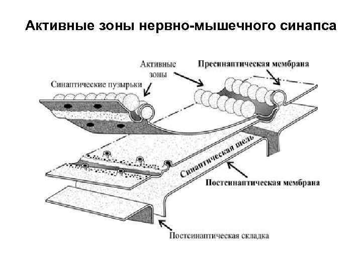 Активные зоны нервно-мышечного синапса 