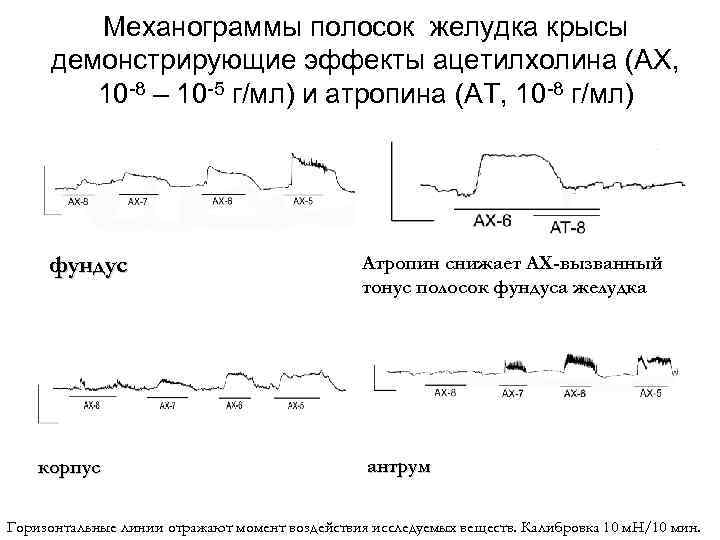 Механограммы полосок желудка крысы демонстрирующие эффекты ацетилхолина (АХ, 10 8 – 10 5 г/мл)