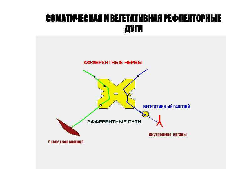 СОМАТИЧЕСКАЯ И ВЕГЕТАТИВНАЯ РЕФЛЕКТОРНЫЕ ДУГИ 