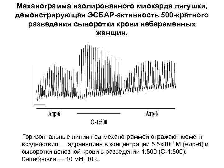 Механограмма изолированного миокарда лягушки, демонстрирующая ЭСБАР-активность 500 -кратного разведения сыворотки крови небеременных женщин. Горизонтальные