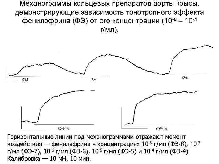 Механограммы кольцевых препаратов аорты крысы, демонстрирующие зависимость тонотропного эффекта фенилэфрина (ФЭ) от его концентрации
