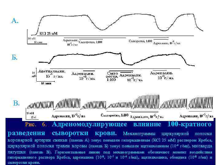 А. Б. В. Адреномодулирующее влияние 100 -кратного разведения сыворотки крови. Механограммы циркулярной полоски Рис.