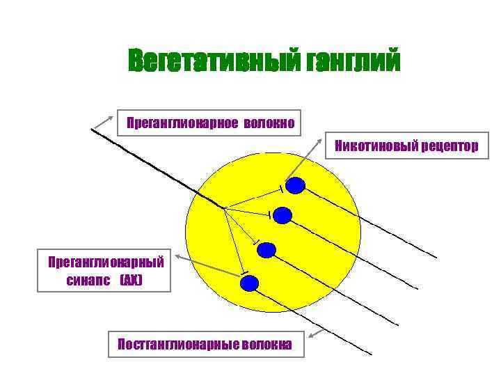 Вегетативный ганглий Преганглионарное волокно Никотиновый рецептор Преганглионарный синапс (АХ) Постганглионарные волокна 