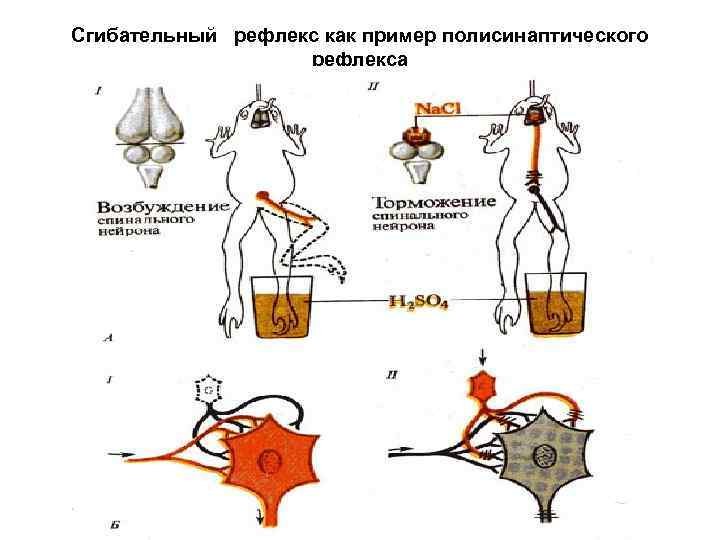 Схема торможения мотонейронов дуги сгибательного рефлекса в опыте сеченова