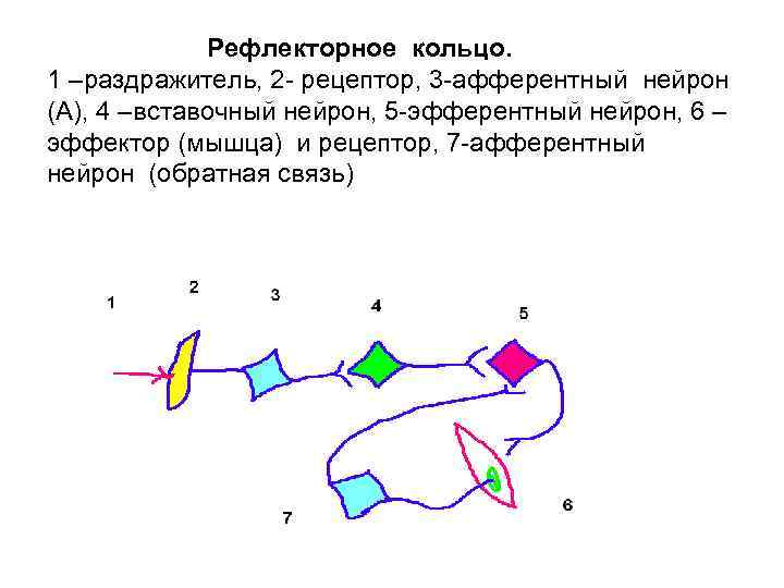 Рефлекторное кольцо. 1 –раздражитель, 2 рецептор, 3 афферентный нейрон (А), 4 –вставочный нейрон, 5