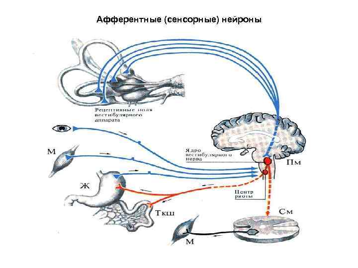 Афферентные (сенсорные) нейроны 
