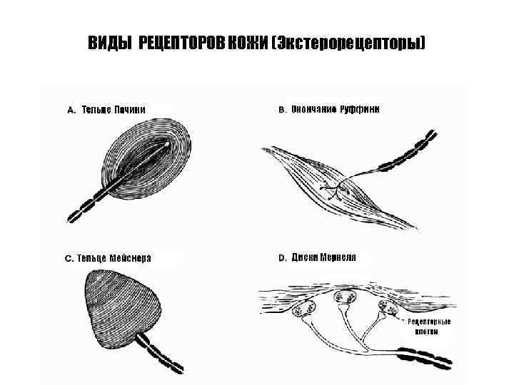 ВИДЫ РЕЦЕПТОРОВ КОЖИ (Экстерорецепторы) 