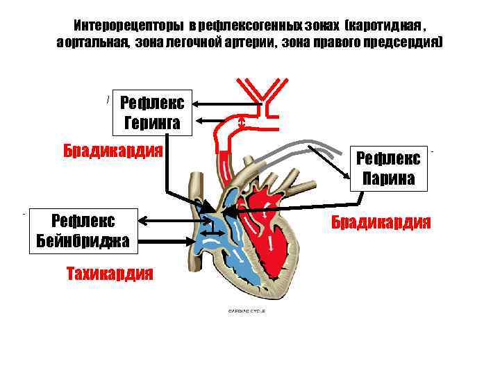 Рефлексогенные зоны сердца. Интерорецепторы. Интерорецепторы физиология. Интерорецепторы, их характеристика.. Рефлекс легочной артерии.
