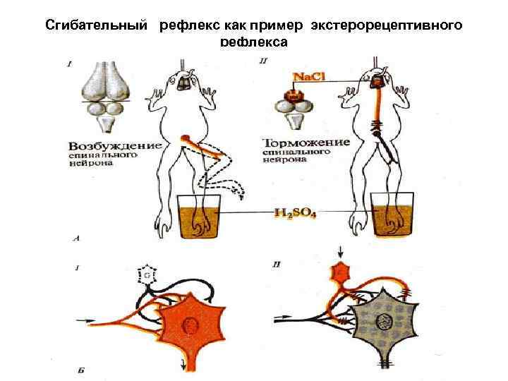 Схема торможения мотонейронов дуги сгибательного рефлекса в опыте сеченова