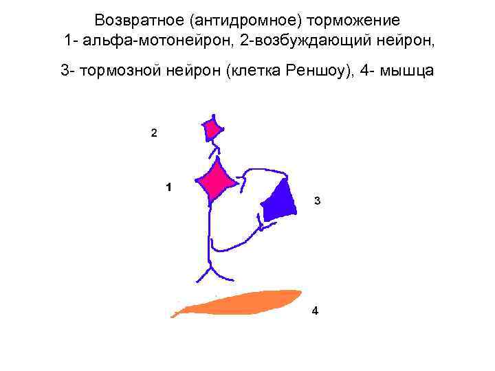 Возвратное (антидромное) торможение 1 альфа мотонейрон, 2 возбуждающий нейрон, 3 тормозной нейрон (клетка Реншоу),