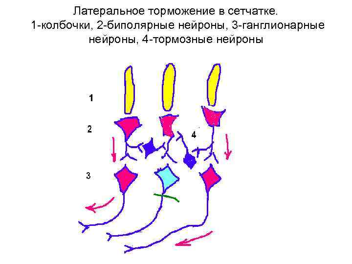 Латеральное торможение в сетчатке. 1 колбочки, 2 биполярные нейроны, 3 ганглионарные нейроны, 4 тормозные