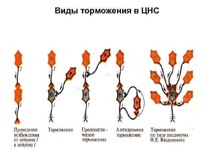 Виды торможения в ЦНС 