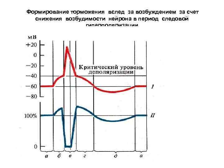 Формирование торможения вслед за возбуждением за счет снижения возбудимости нейрона в период следовой гиперполяризации