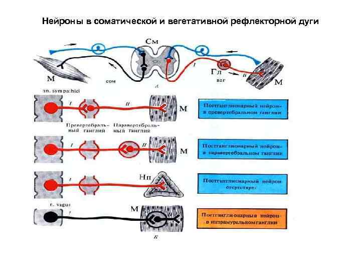 Хватательный рефлекс соматический или вегетативный