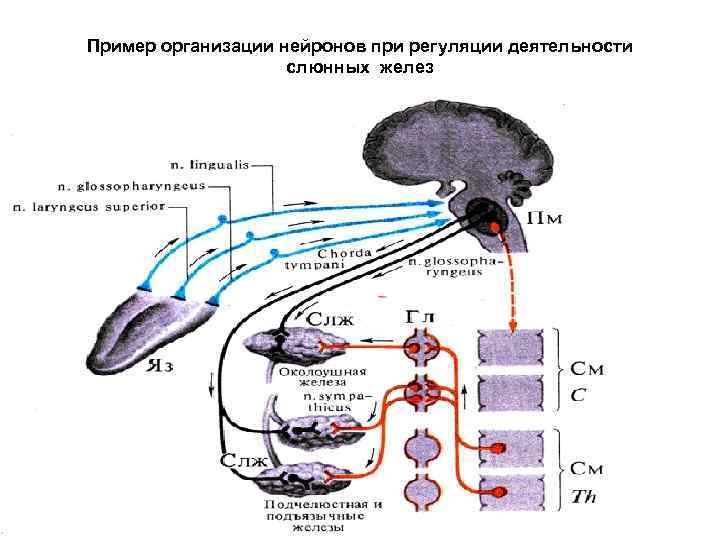 Пример организации нейронов при регуляции деятельности слюнных желез 